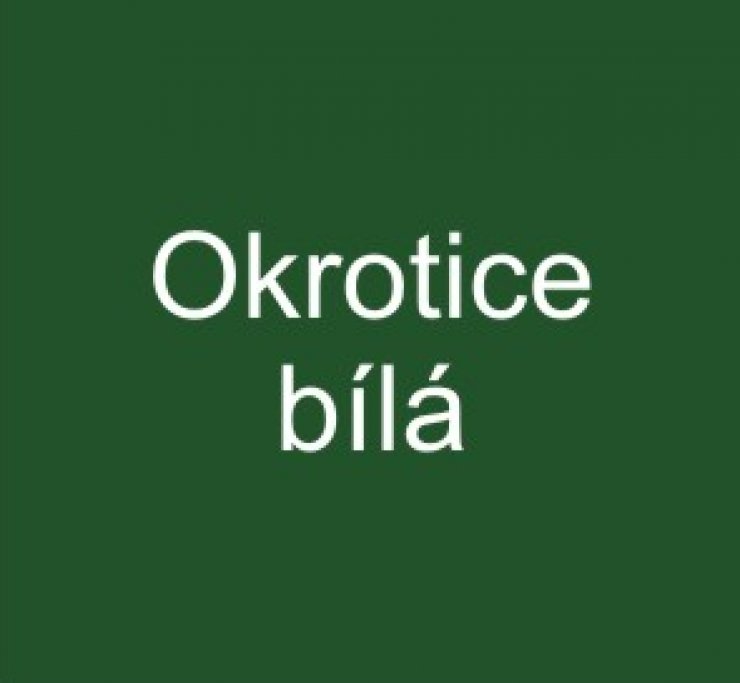 zobrazit detail snímku: Okrotice bílá