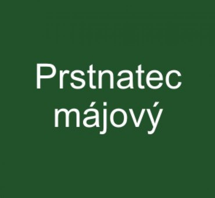 zobrazit detail snímku: Prstnatec májový