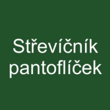 Střevíčník pantoflíček