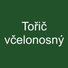 Tořič včelonosný