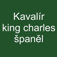 Kavalír king charles španěl