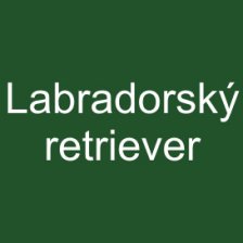 Labradorský retriever
