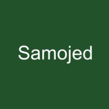 Samojed