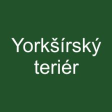 Yorkšírský teriér