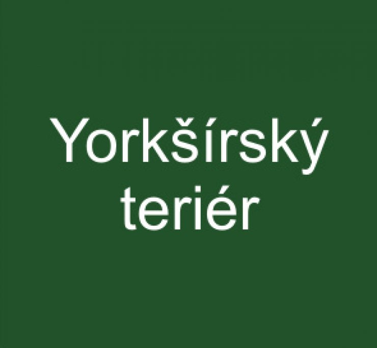 zobrazit detail snímku: Yorkšírský teriér