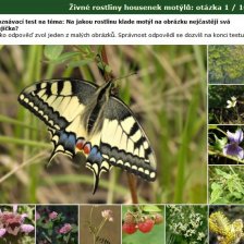 Poznávačka Živné rostliny housenek motýlů