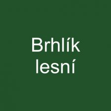 Brhlík lesní