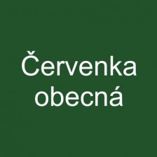 Červenka obecná