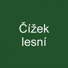 Čížek lesní
