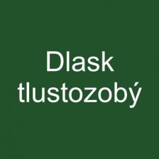 Dlask tlustozobý