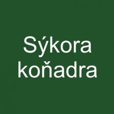 Sýkora koňadra