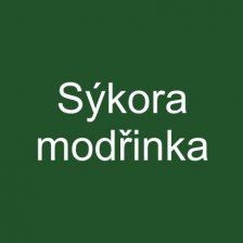 Sýkora modřinka