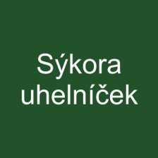 Sýkora uhelníček