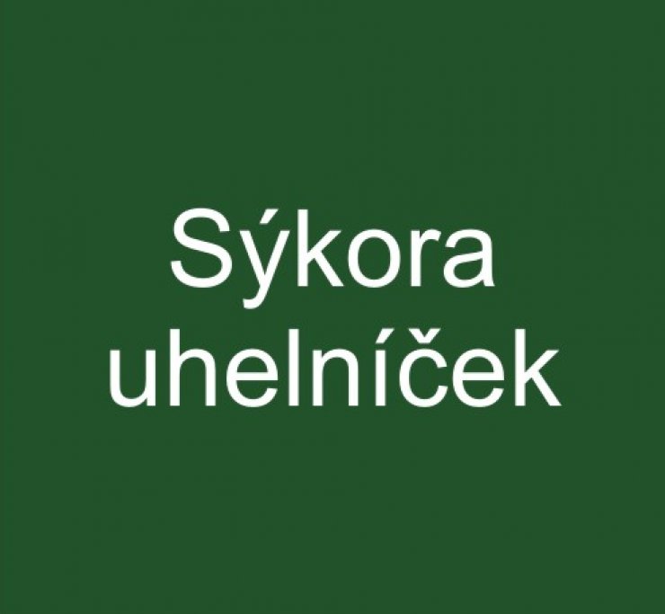 zobrazit detail snímku: Sýkora uhelníček