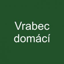 Vrabec domácí