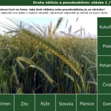 Poznávačka - obilí