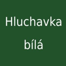 Hluchavka bílá