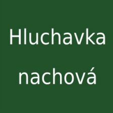 Hluchavka nachová