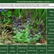 Poznávačka Poznej hluchavkovité rostliny