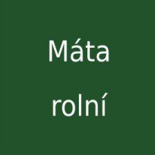 Máta rolní