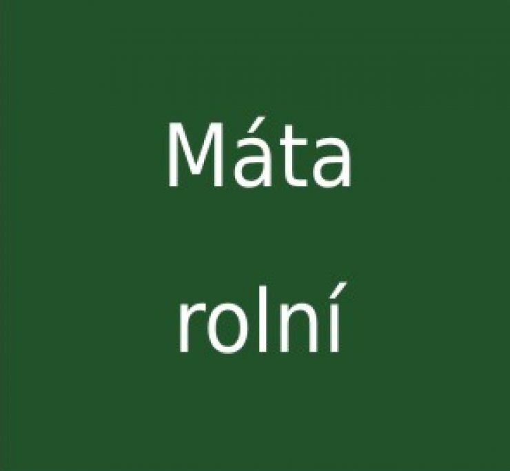 zobrazit detail snímku: Máta rolní