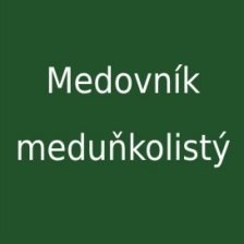 Medovník meduňkolistý