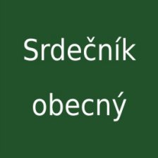 Srdečník obecný
