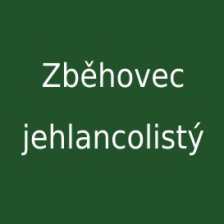 Zběhovec jehlancovitý