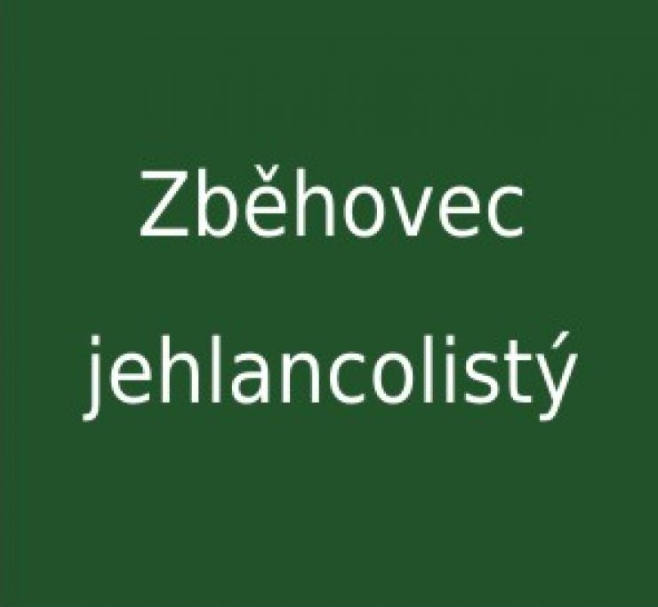zobrazit detail snímku: Zběhovec jehlancovitý