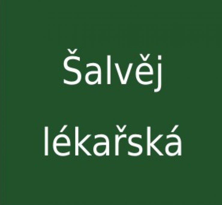 zobrazit detail snímku: Šalvěj lékařská