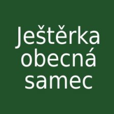 Ještěrka obecná - samec