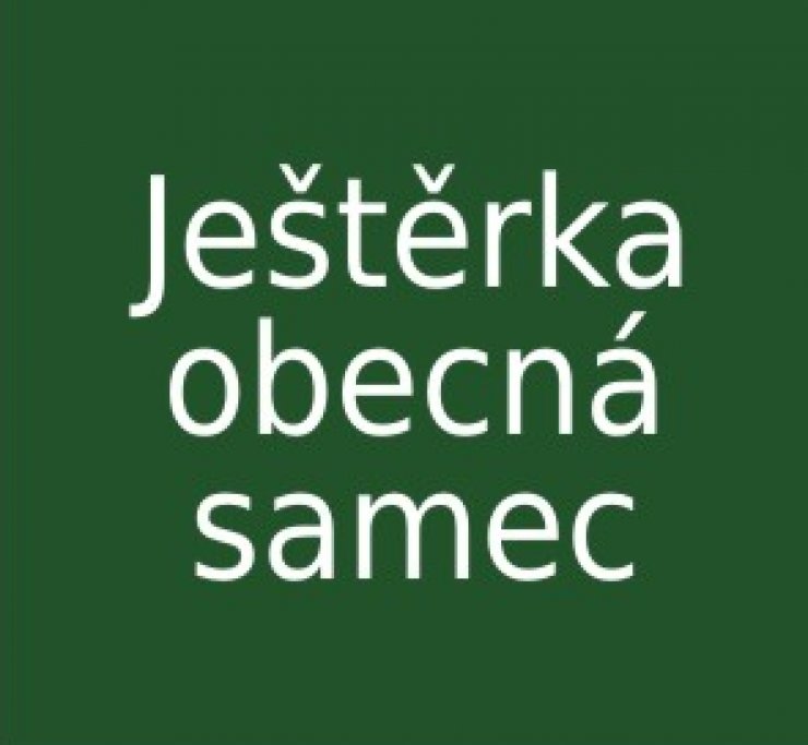 zobrazit detail snímku: Ještěrka obecná - samec