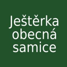 Ještěrka obecná samice