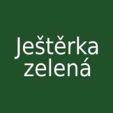 Ještěrka zelená