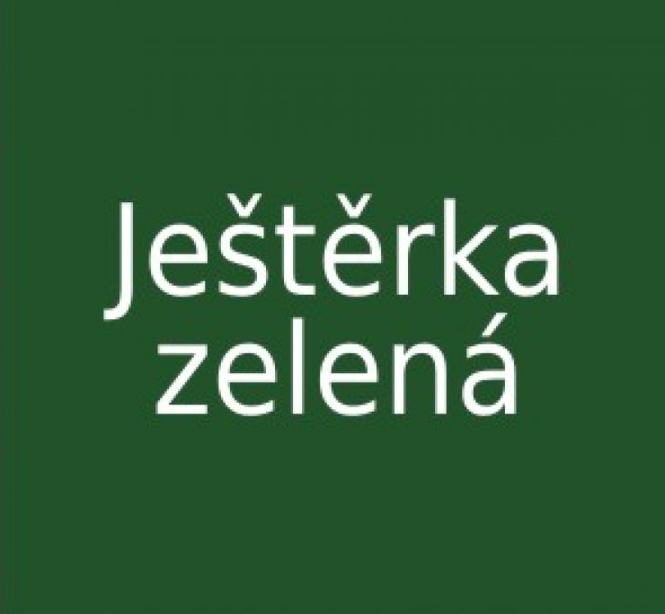 zobrazit detail snímku: Ještěrka zelená