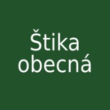 Štika obecná