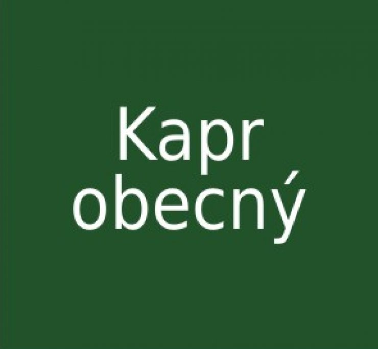 zobrazit detail snímku: kapr obecný