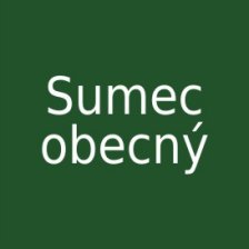 Sumec obecný