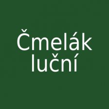 Čmelák luční