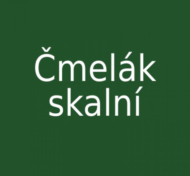 zobrazit detail snímku: Čmelák skalní