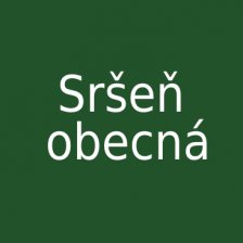 Sršeň obecná