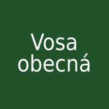 Vosa obecná