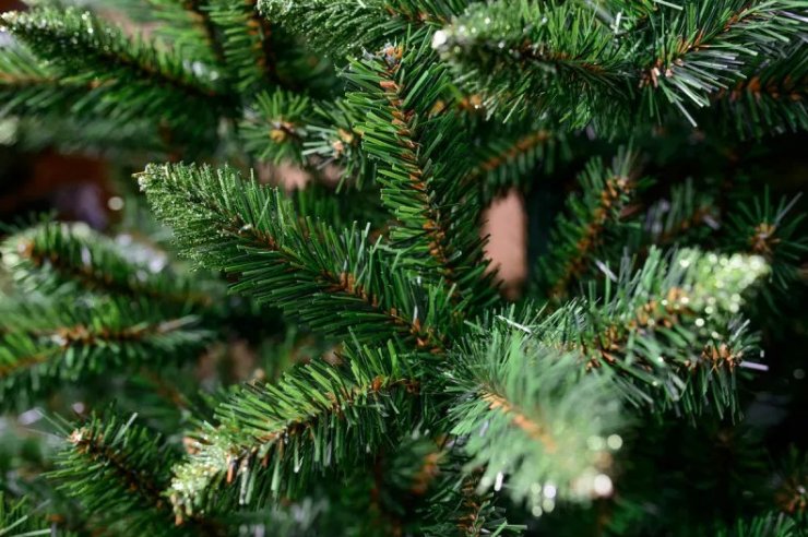 zobrazit detail snímku: Smrk Jasper zelený.