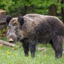 Prase divoké (Sus scrofa).