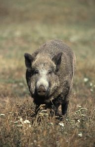 Výkon myslivosti - lov se zbraní: Před nedávnem se objevil další z dlouhých a…
