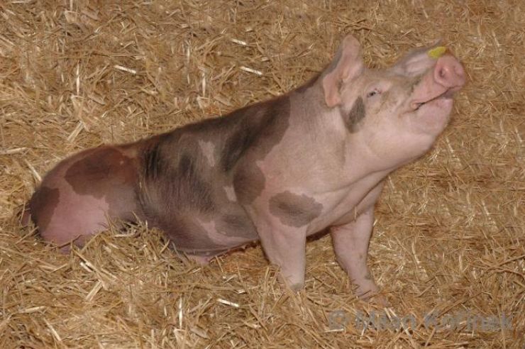 zobrazit detail snímku: Prase domácí