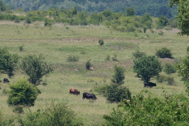 Pratuři v Milovicích - klikněte pro zobrazení detailu Pratuři v Milovicích - klikněte pro zobrazení detailu