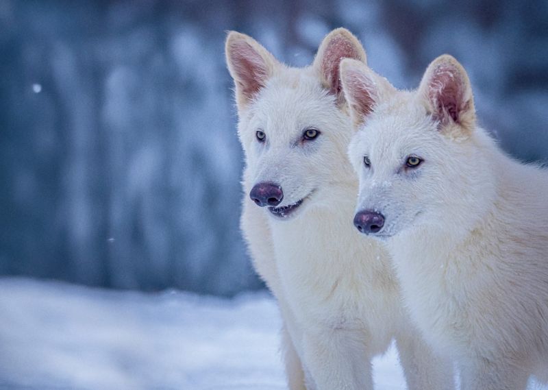 Geneticky modifikovaní vlci ve třech měsících - klikněte pro zobrazení detailu