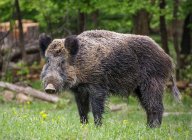 Prase divoké - novodobý symbol českých Vánoc: Dnes známe prase divoké (Sus scrofa) hlavně z…