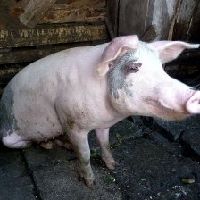 I čuník může být alkoholikem